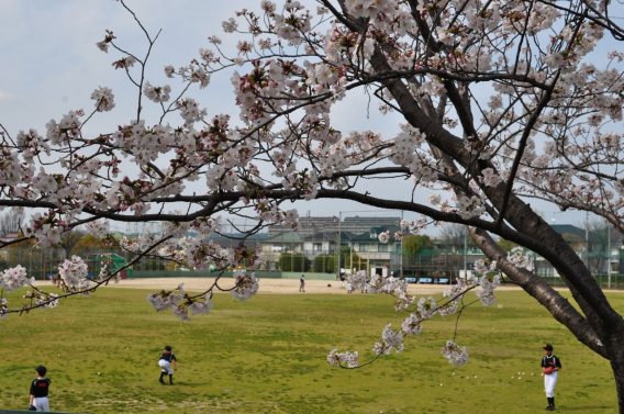 新学期がスタート！桜が満開のもと試合に向けて練習！